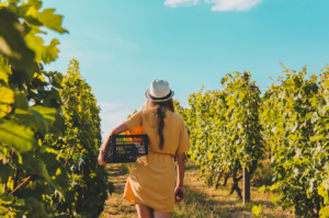 When to harvest wine you ask